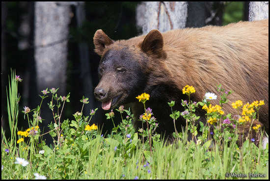 - Cinnamon Colored Black Bear and Wildflowers, Glacier NP -