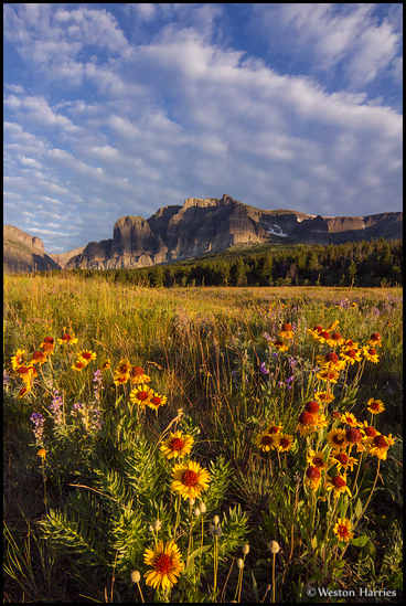 - Wildflowers Below Apikuni Mountain, Glacier NP -