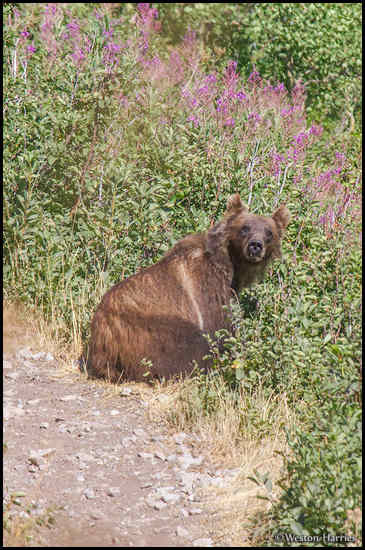 - Grizzly Bear Laying by a Berry Bush Along a Trail, Glacier NP -