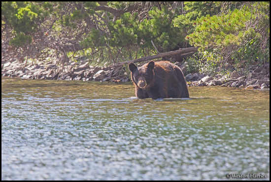 - Black Bear Wading in a Lake on a Hot Day, Glacier NP -