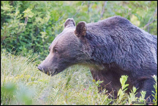 - Grizzly Bear, Glacier NP -