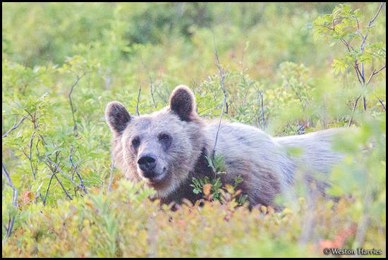 - Grizzly Bear, Glacier NP -