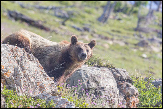 - Grizzly Bear, Glacier NP -