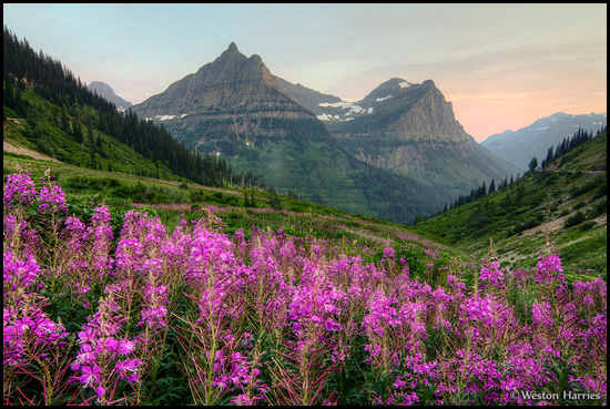 - Fireweed Below Mt. Oberlin and Cannon Mtn. at Sunset, Glacier NP -
