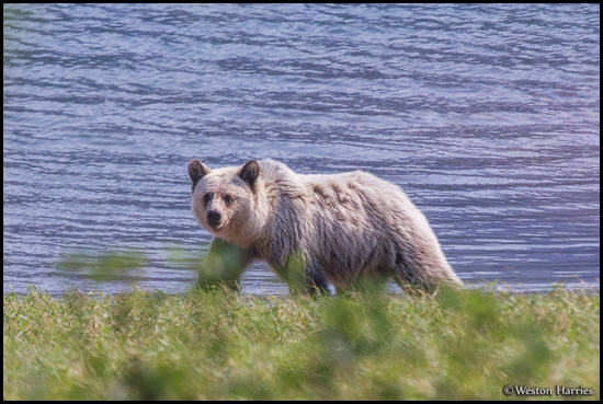 - Blonde Grizzly Bear, Glacier NP -