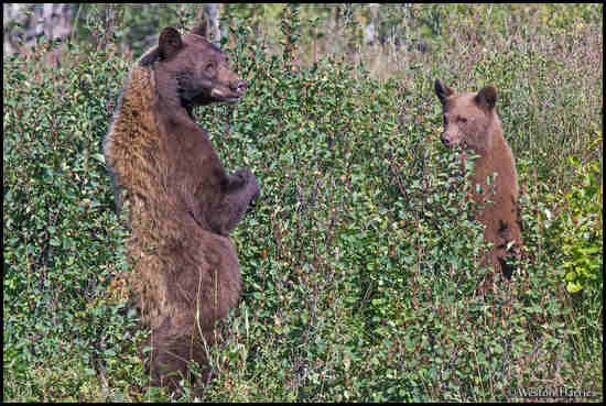 - Black Bear Sow and Cub Standing Up, Glacier NP -