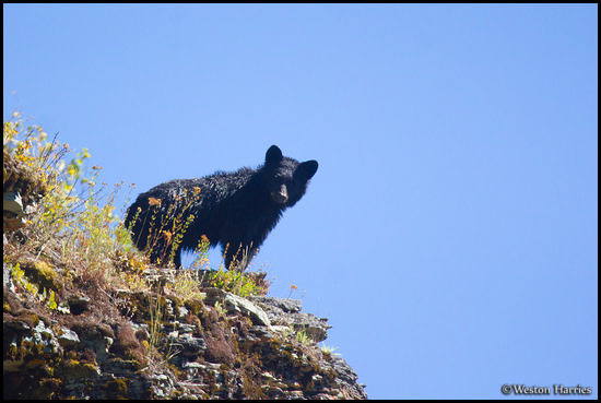 - Black Bear Looking Out off a Cliff, Glacier NP -