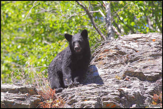 - Black Bear on a Cliff, Glacier NP -