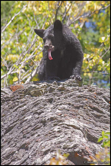 - Black Bear Sticking Its Tongue Out, Glacier NP -