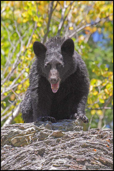 - Black Bear with Its Mouth Open, Glacier NP -