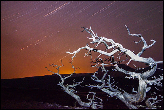 - Whitebark Pine Under the Stars, Glacier NP -