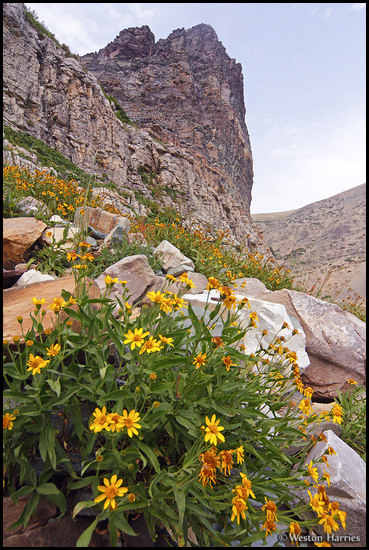 - Wildflowers Growing Below a Huge Cliff on Apikuni Mtn, Glacier NP -