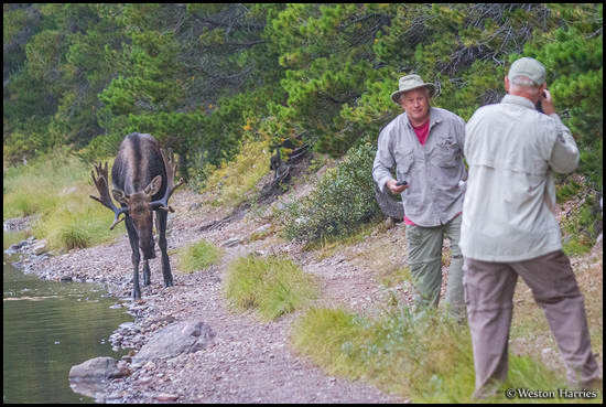 - Tourists Getting Close to a Bull Moose, Glacier NP -