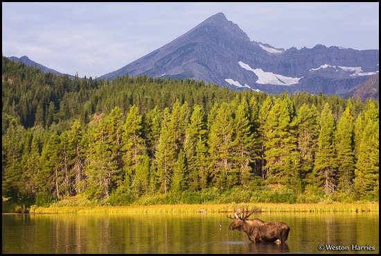 - Bull Moose Below Swiftcurrent Peak, Glacier NP -