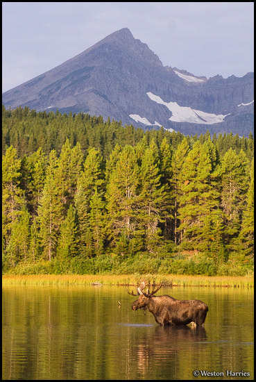 - Bull Moose Below Swiftcurrent Peak, Glacier NP -