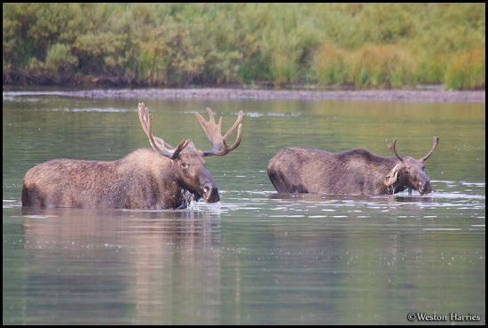 - Young Bull Moose Feeding Beside a Larger Bull, Glacier NP -