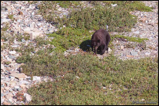- Black Bear Browsing for Berries, Glacier NP -