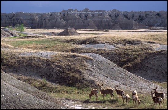- Deer Grazing Near the NE Entrance, Badlands NP -