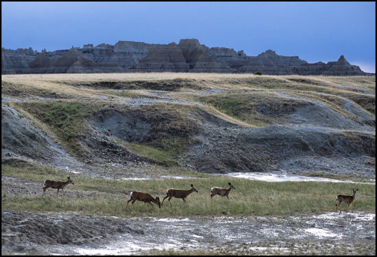 - Deer Grazing Near the NE Entrance, Badlands NP -