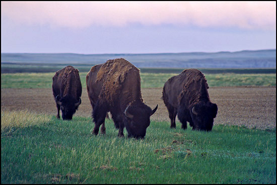 - Bison Grazing in the Sage Creek Area, Badlands NP -