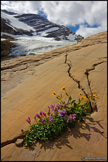- Wildflowers Growing on a Rock Slab
Below Jackson Glacier, Glacier NP -