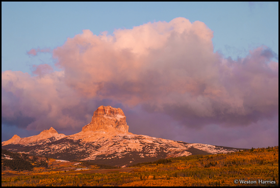 - Aspens in Fall Color Below Chief Mountain at Sunrise, Glacier NP -
