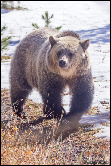 - Blonde Grizzly Bear, Glacier NP -