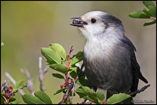 - Gray Jay Eating Berries, Glacier NP -