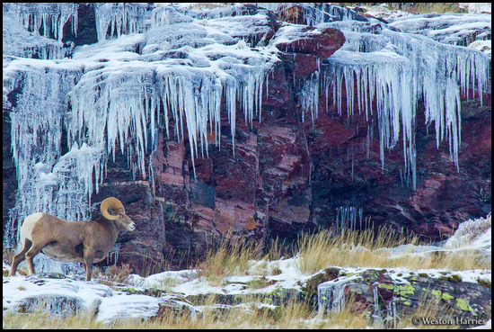 - Bighorn Ram Next to Huge Icicles, Glacier NP -