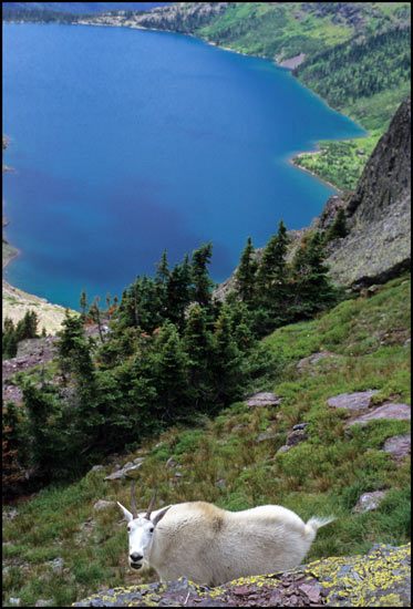 - Mountain Goat at Gunsight Pass, Glacier NP -