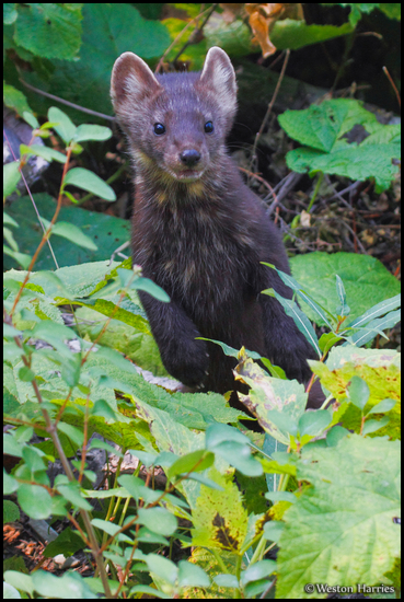 - Brown and White Pine Marten
Standing Up, Glacier NP -