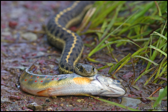 Photo Id Glacier0051 Butler S Garter Snake Eating An Endangered