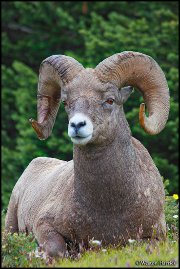 - Bighorn Sheep Ram, Glacier NP -