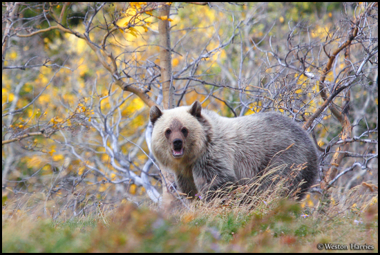 - Blonde Grizzly Bear Cub with Fall Colors Behind, Glacier NP -