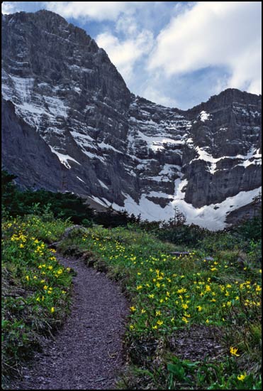 - Wildflowers Along the Cracker Lake Trail, Glacier NP -