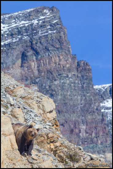 - Grizzly Bear Sow on a Cliff
with Mountains Behind, Glacier NP -
