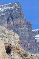 - Grizzly Bear Sow on a Cliff
with Mountains Behind, Glacier NP -