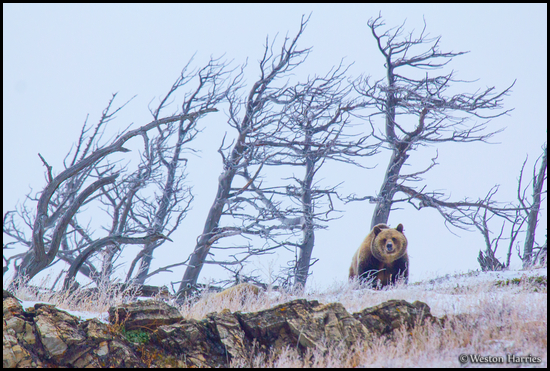 - Grizzly Bear Sow and Windblown Trees, Glacier NP -