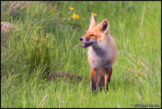- Red Fox, Glacier NP -