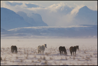 - Horses in a Snowy Pasture Below Big Peaks, Glacier NP -