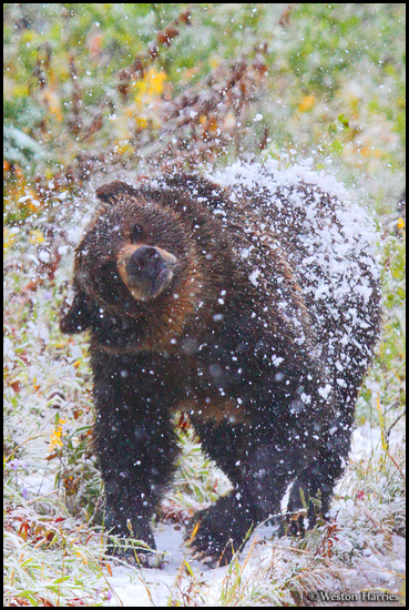 - Grizzly Bear Sow Shaking Off
Heavy Snow, Glacier NP -