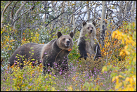 - Collared Grizzly Bear Sow and Standing Blonde Cub Surrounded by Wildflowers and Fall Colors, Glacier NP -