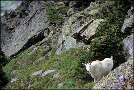 - Mountain Goat Near Gunsight Pass, Glacier NP -