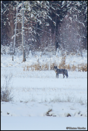 - Wild Wolf in a Snowy Meadow, Glacier NP -