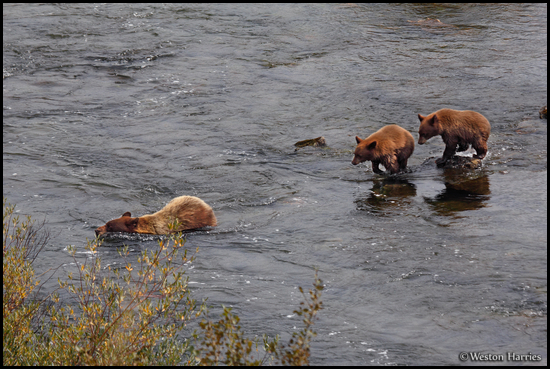 - Black Bear Sow with Two Cubs Crossing a Creek, Glacier NP -