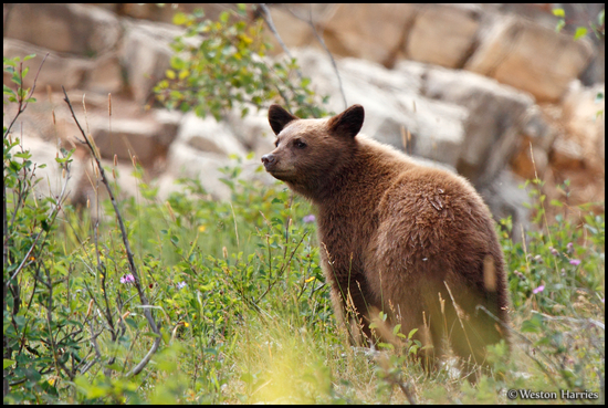 - Black Bear Cub, Glacier NP -
