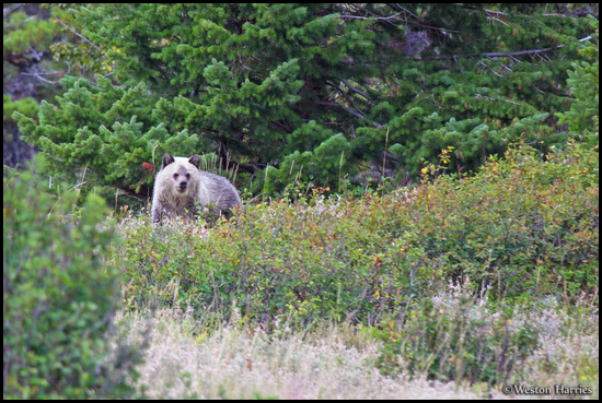 - Blonde Grizzly Bear Cub, Glacier NP -