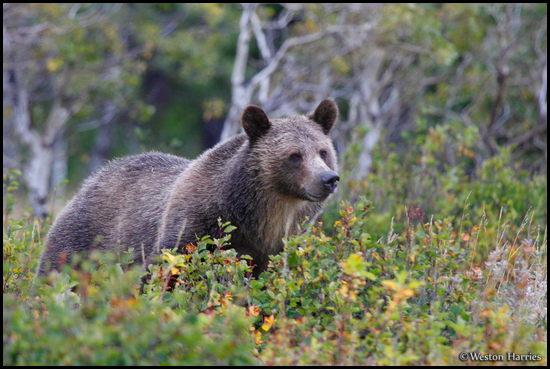 - Grizzly Bear Sow, Glacier NP -
