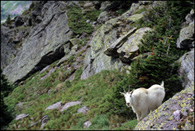 - Mountain Goat Near Gunsight Pass, Glacier NP -
