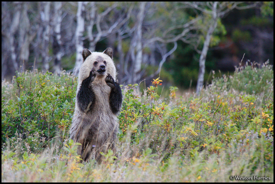 - Blonde and Black Grizzly Bear Cub Standing Up with Arms Raised, Glacier NP -